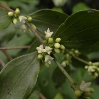 Strychnos benthamii C.B.Clarke